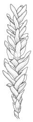 Haplohymenium pseudotriste, shoot. Drawn from J.E. Beever 20-26, CHR 104583.
 Image: R.C. Wagstaff © Landcare Research 2014 